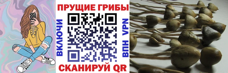 Галлюциногенные грибы Cubensis  наркотики  Ермолино 